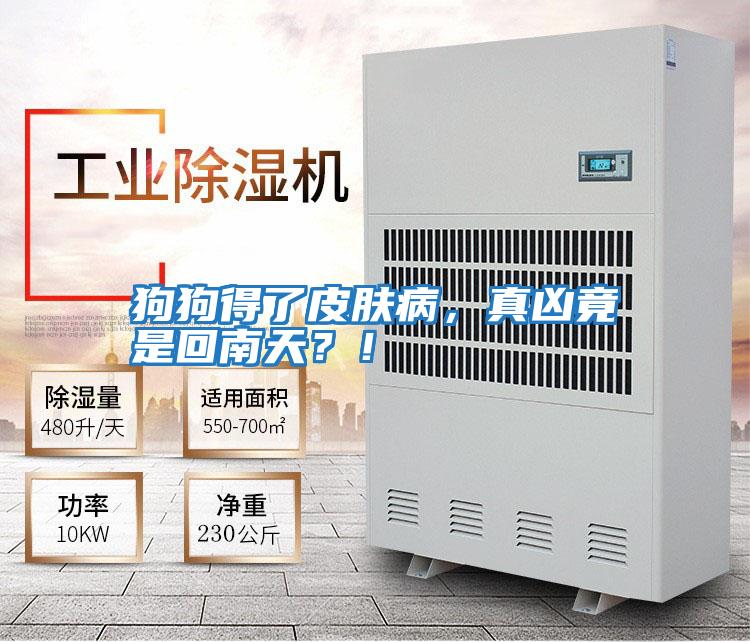 狗狗得了皮膚病，真兇竟是回南天？！
