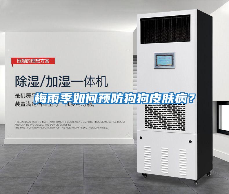 梅雨季如何預(yù)防狗狗皮膚病？