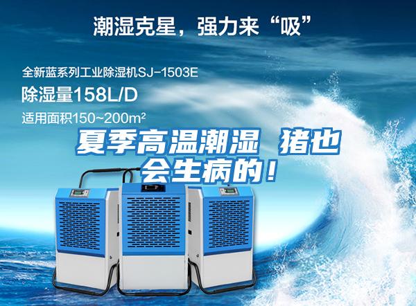 夏季高溫潮濕 豬也會生病的！