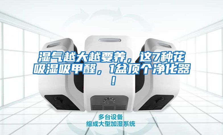 濕氣越大越要養，這7種花吸濕吸甲醛，1盆頂個凈化器！