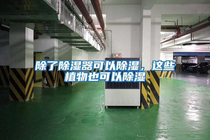 除了除濕器可以除濕，這些植物也可以除濕